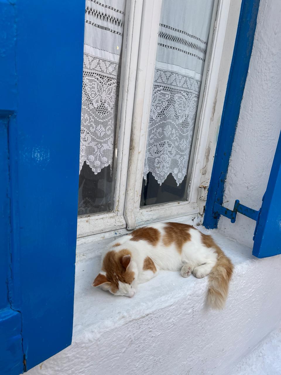 Cat napping on windowsill with blue shutters